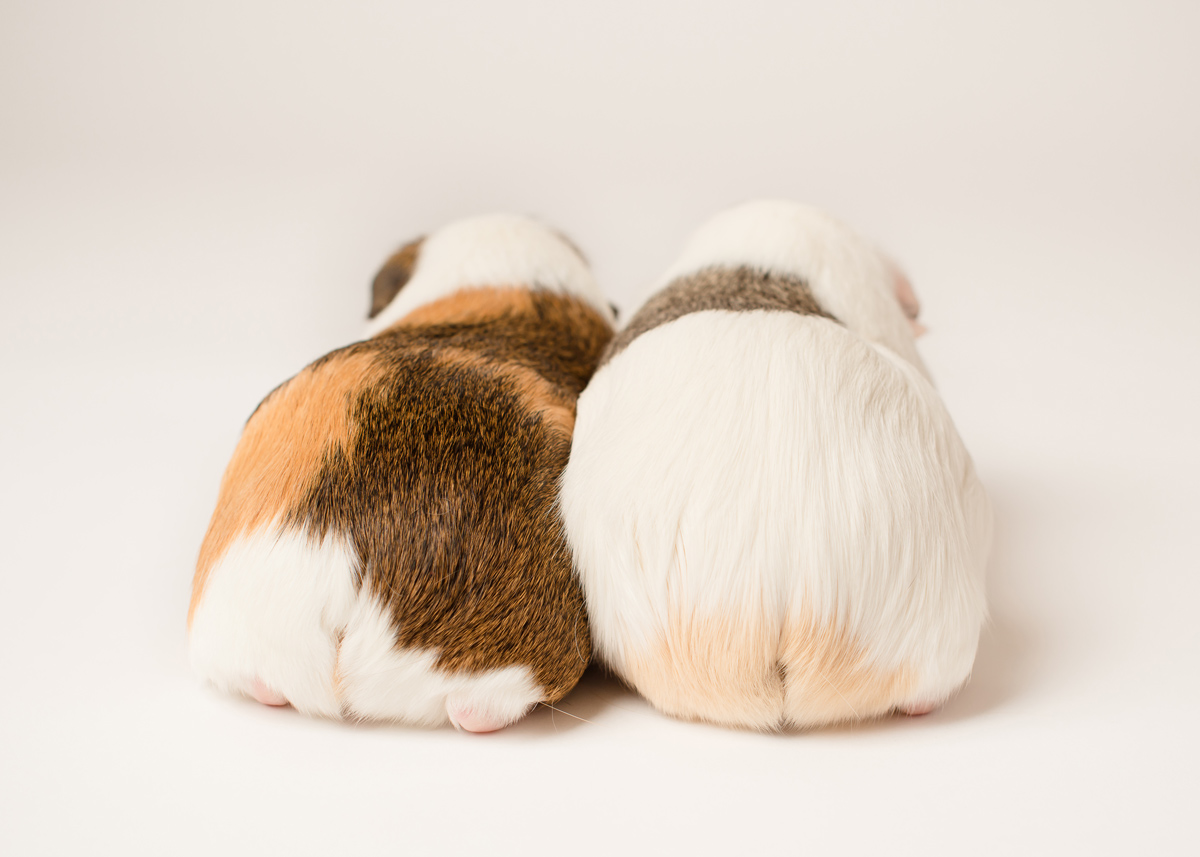 Cute Guinea Pig Bums needing privacy