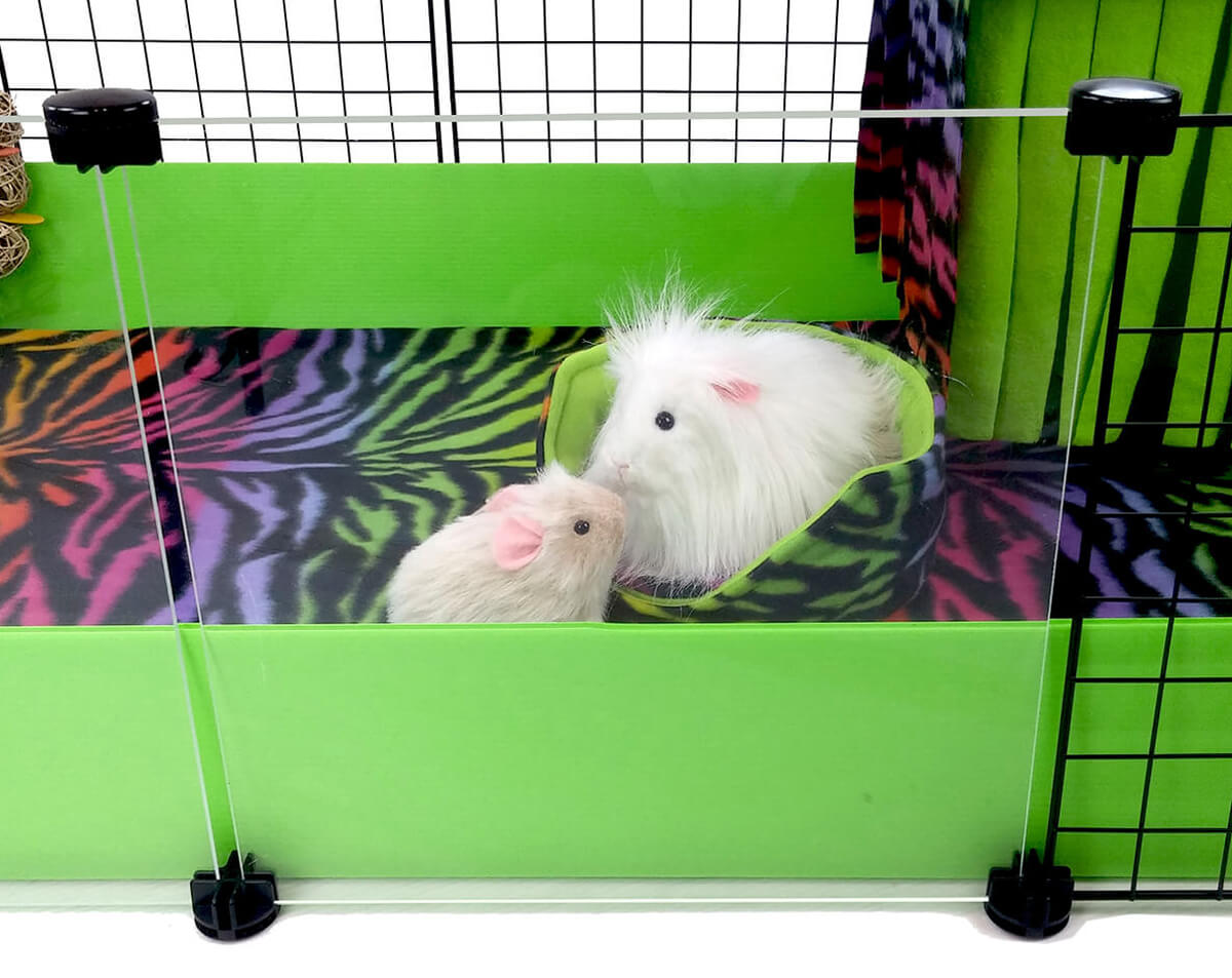 Cagetopia Piggy Windows