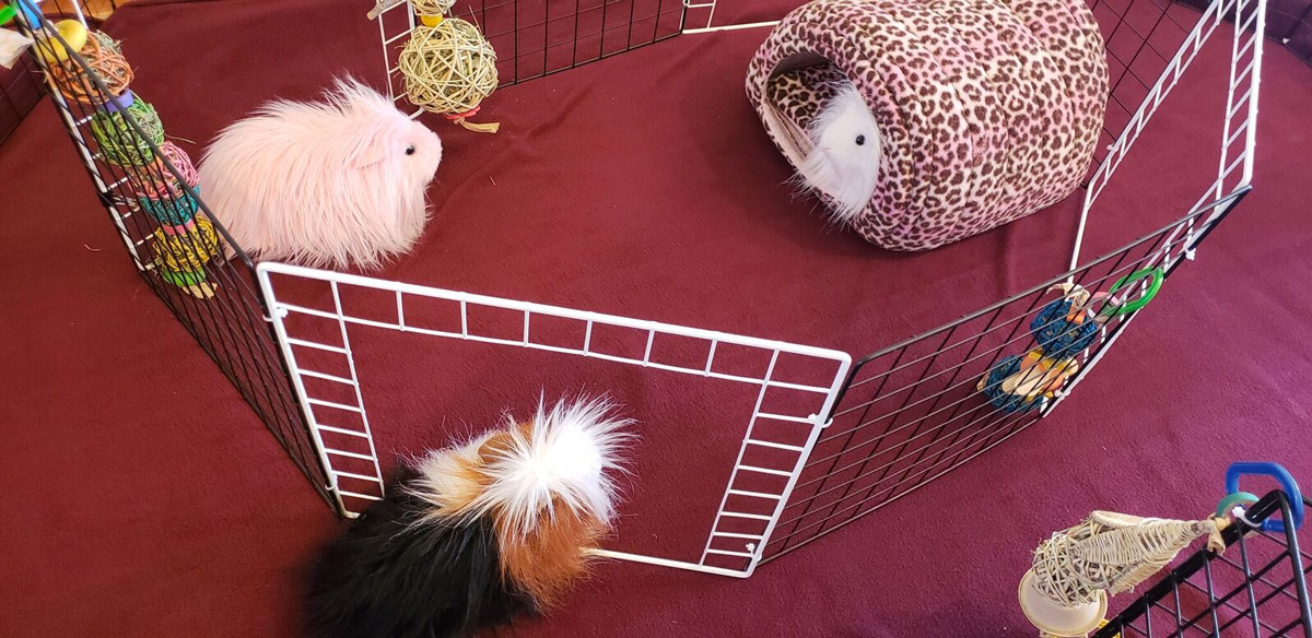 top view of inner circle for guinea pig floor time