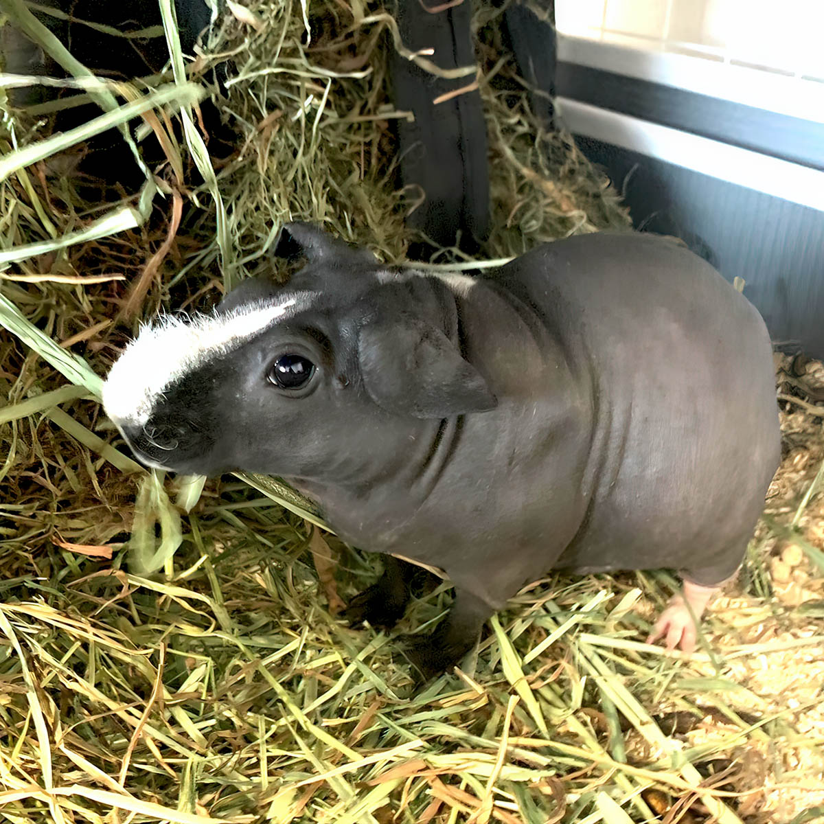 skinny pig