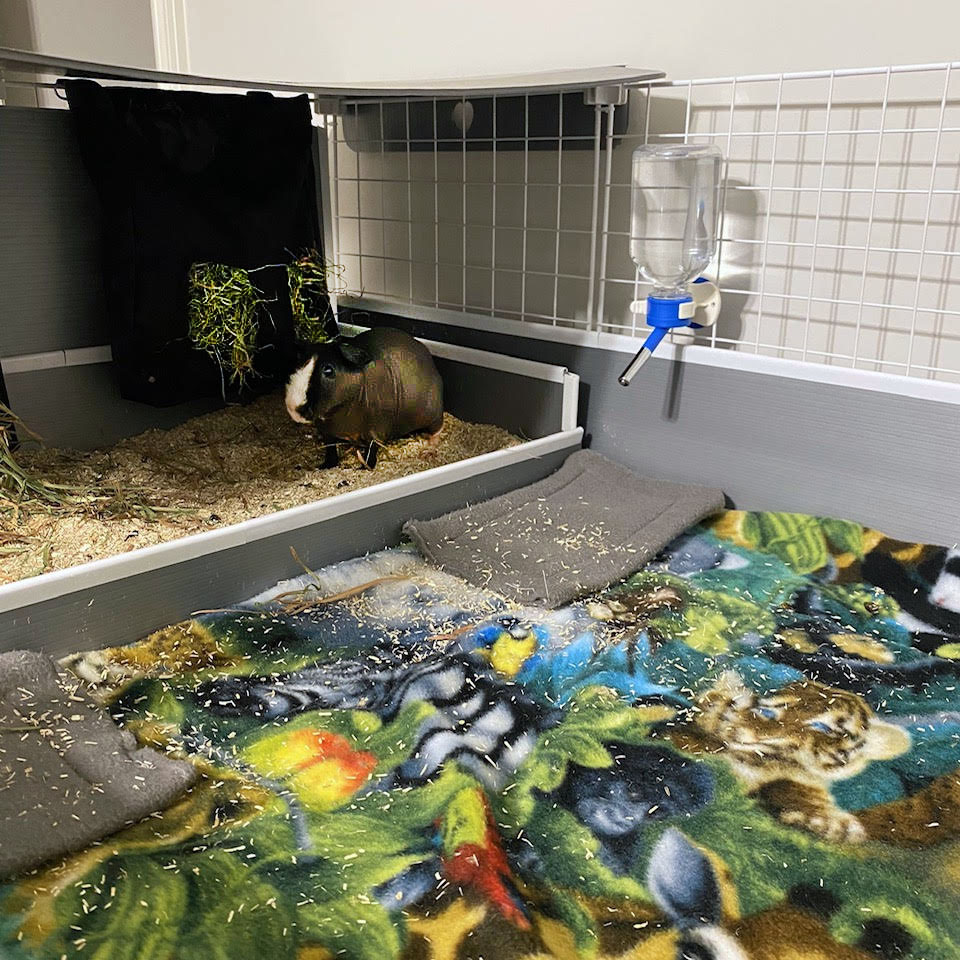 skinny pig in a kitchen