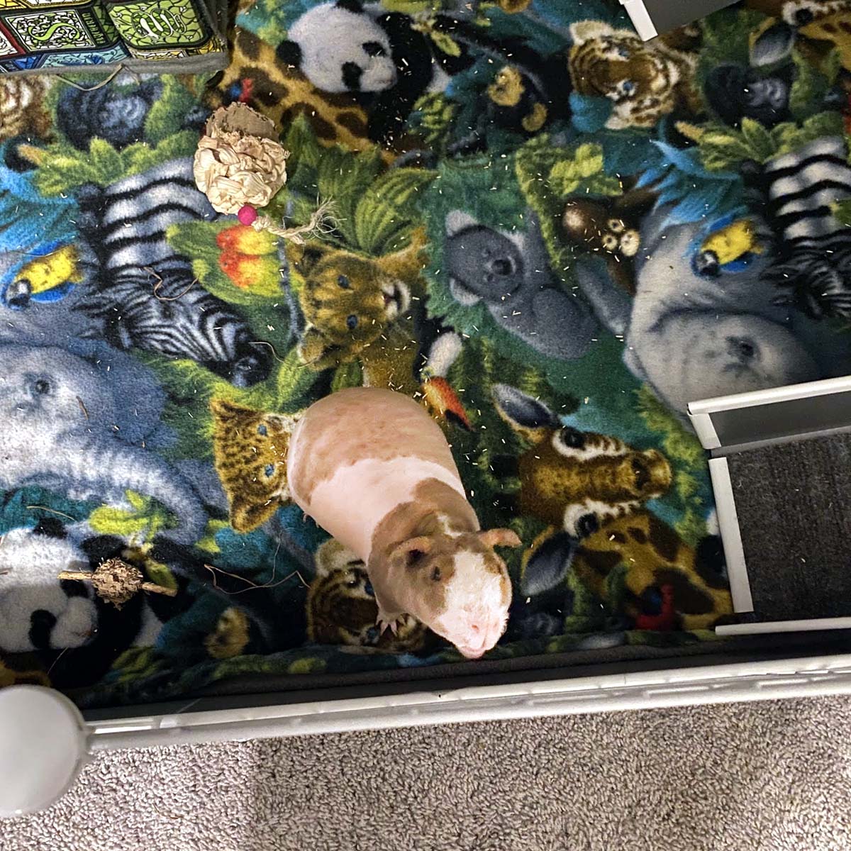 skinny pig