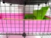 French Door kit for guinea pig cages showing closed with a bungie cord