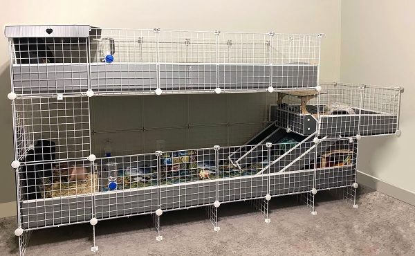 Cagetopia Essential C C Cages For Guinea Pigs Photo Inspiration